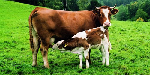 vaca lechera -portada